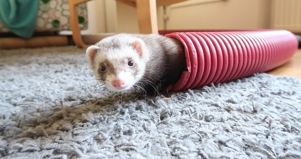 getting a ferret safe toys