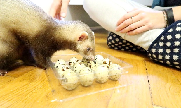 good nutrition for good ferret age span