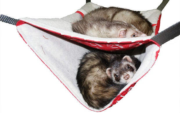 hammocks and blankets what do you need to have a ferret