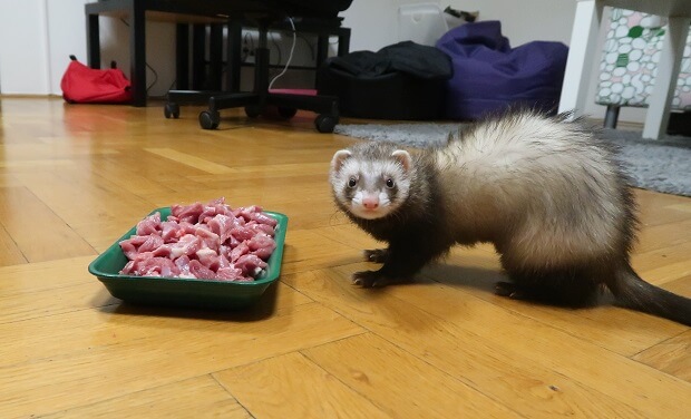 how to keep a ferret from smelling