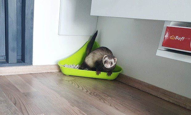 how to keep a ferret litter trained