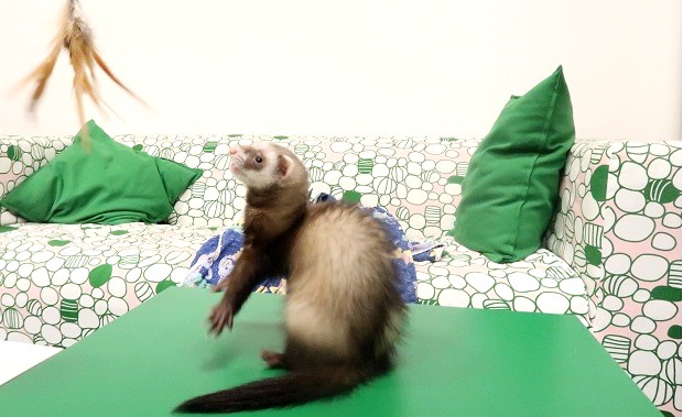 how to keep ferrets entertained