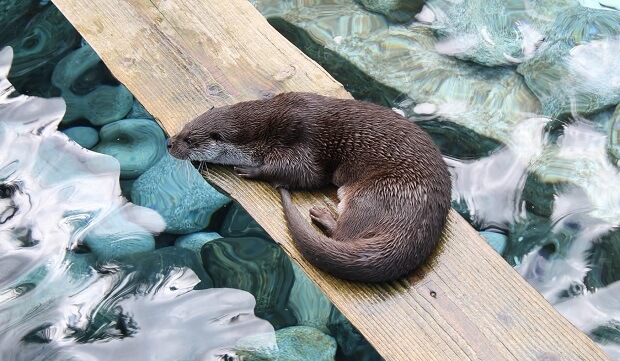 otter ferret looking animal