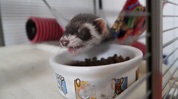 Best kibble for ferrets sale