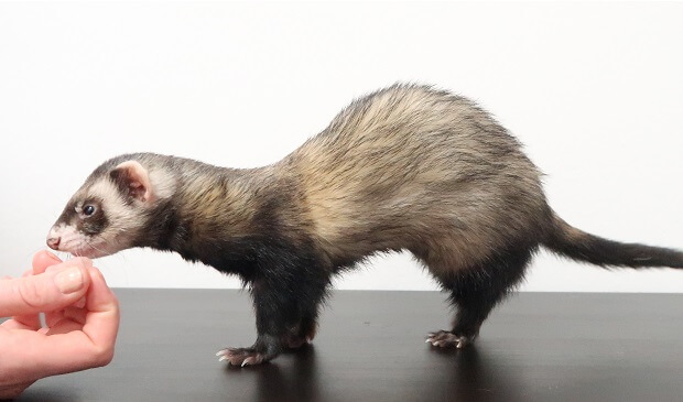 waardenburg syndrome ferret