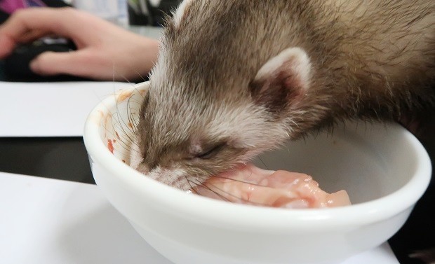 what to know about good ferret food before getting a ferret