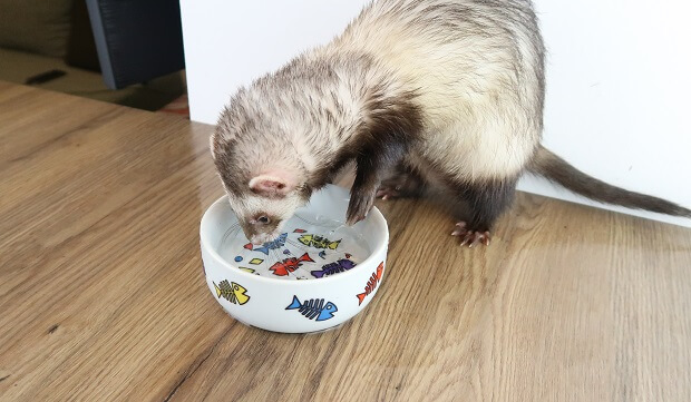 what you need to know before getting a ferret about water bowls
