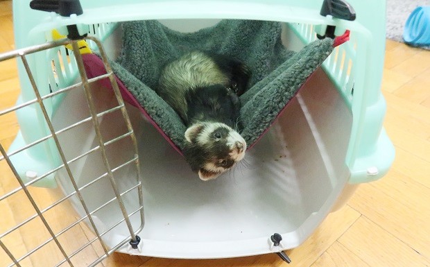 what you need to know before getting a ferret transporter