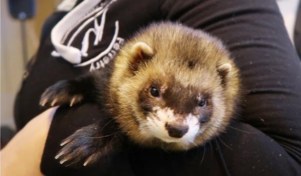 Panda ferret for sales sale