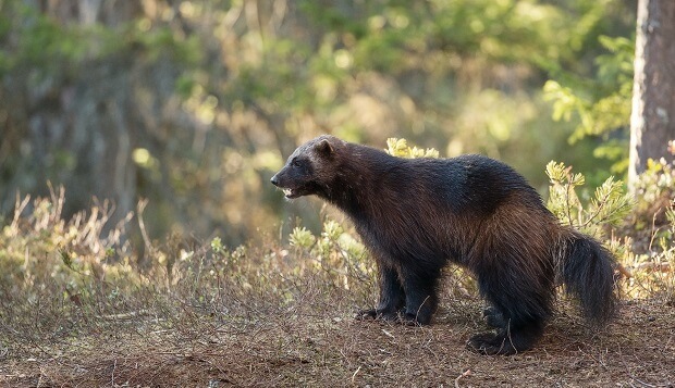 wolverine animals similar to ferrets