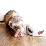 Best Foods For Ferrets How To Pick The Best Ferret Diet