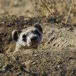 Black-Footed Ferret Information Population, Diet, Range