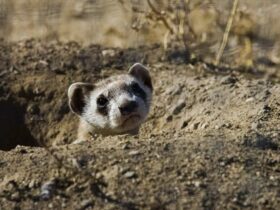 Black-Footed Ferret Information Population, Diet, Range