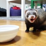 Can Ferrets Eat Cat Food DryWet Cat Food & Cat Treats Guide