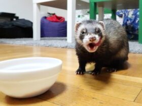Can Ferrets Eat Cat Food DryWet Cat Food & Cat Treats Guide