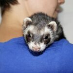 Ferret Allergies Are Ferrets Hypoallergenic Animals