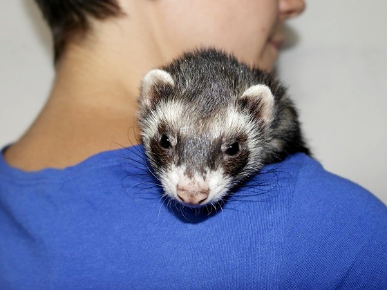 Fashion ferret hypoallergenic