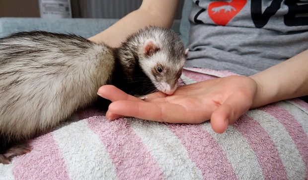 Mink vs Ferret: Guide For Difference Between Mink And Ferret