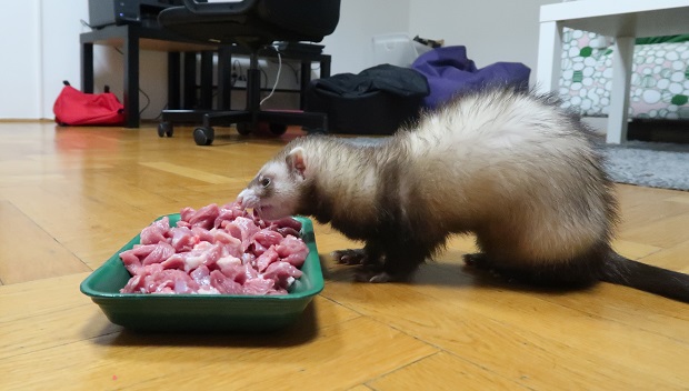 Ferret Nutrition