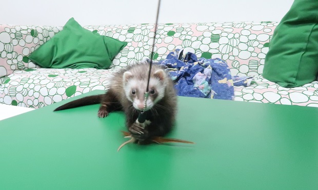 Ferret Play With Toys On String