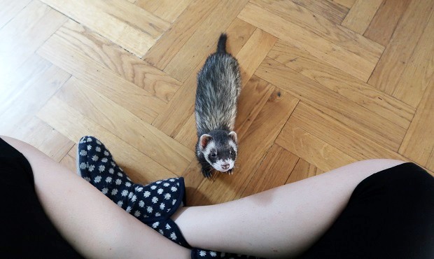 Ferret Running Toward You And Backing Away