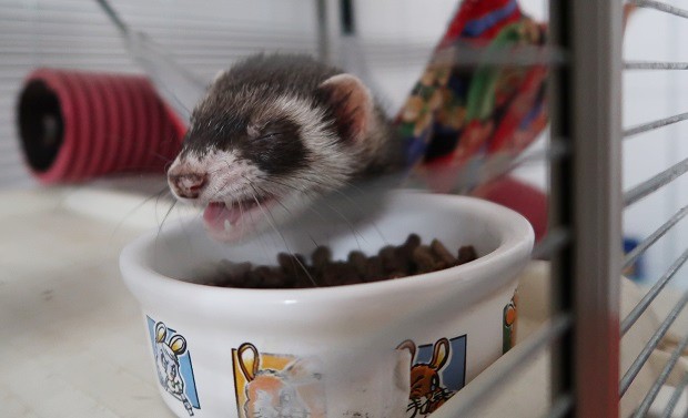 Ferret Teeth Grinding