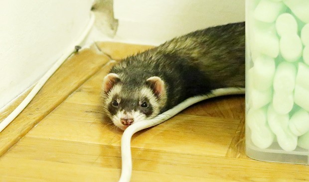 Ferret With Trouble Breathing