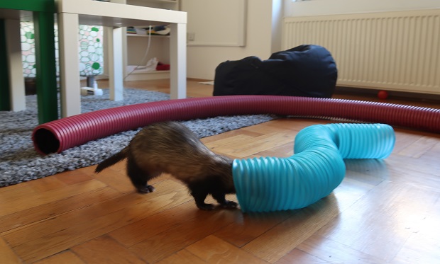Ferret play with tunnel