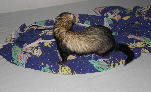 Pull The Blanket On The Floor With Ferret
