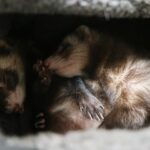 Signs Of A Sick Ferret How To Recognize Them To React