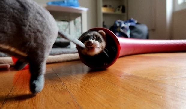 Use Squeaky Toys For Ferrets