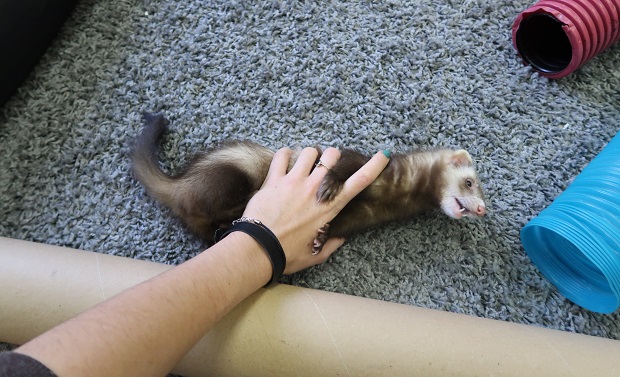 Wrestle With Your Ferret