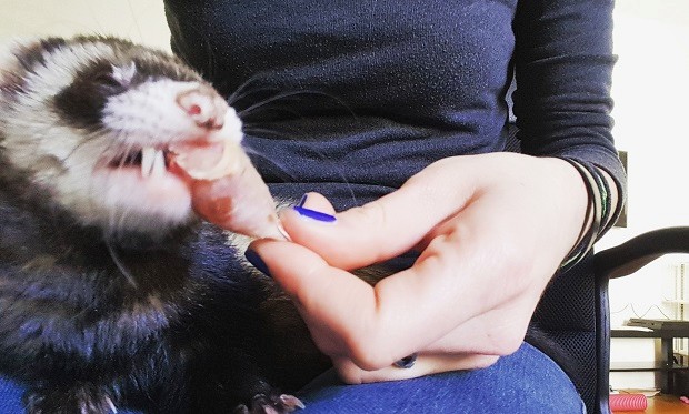 can ferrets have dog treats