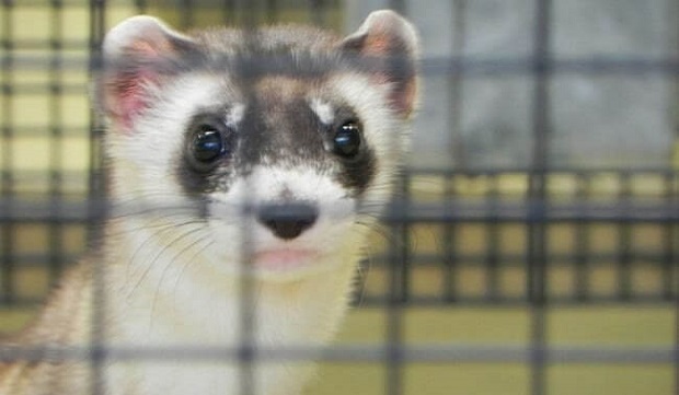 black footed ferret breeding programs