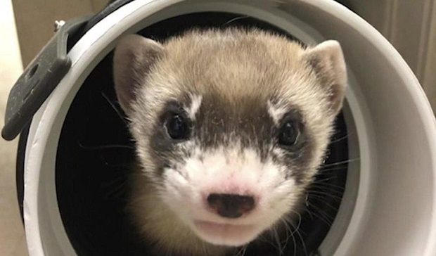 black footed ferret clone elizabeth ann ferret