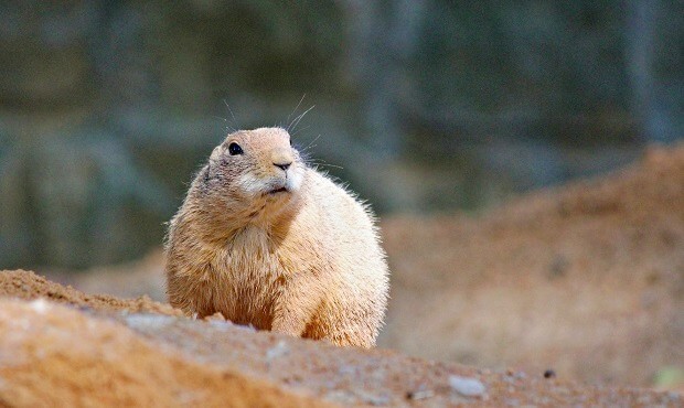 black footed ferret diet