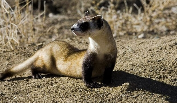 black footed ferret