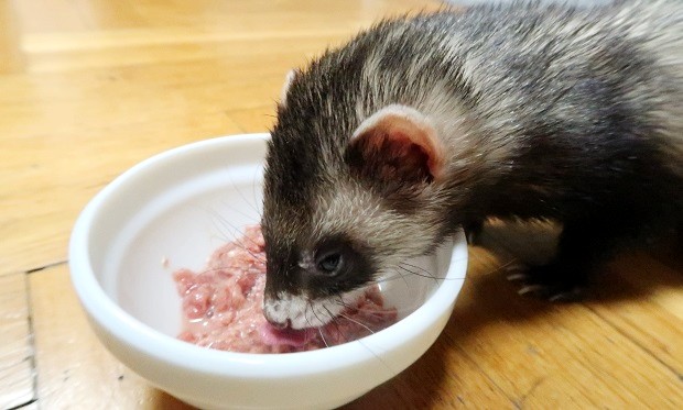 can ferrets eat cat food