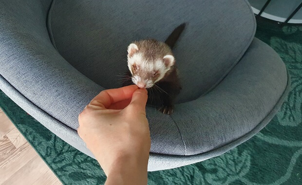 Can ferrets 2025 eat cat treats