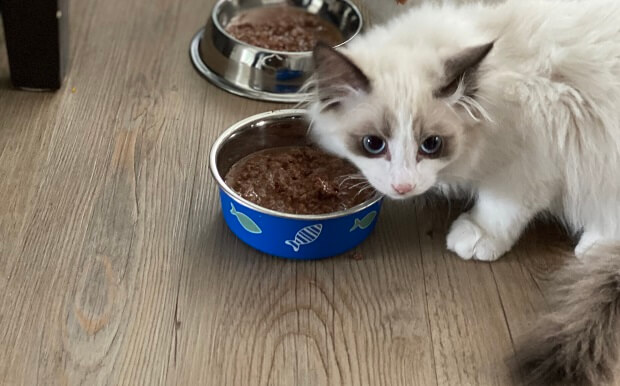 Cat treats shop for ferrets