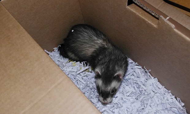 ferret allergies rule out dust