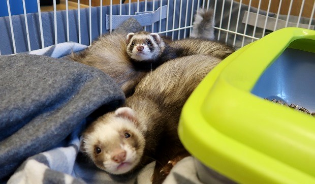 ferret allergies