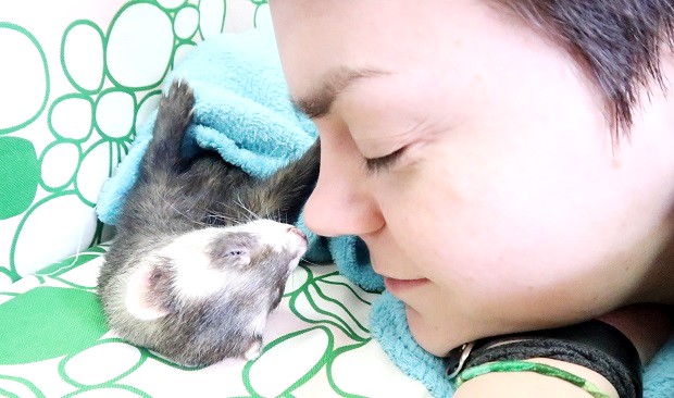 ferret hypoallergenic