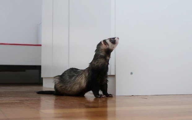 ferret related to the black footed ferret