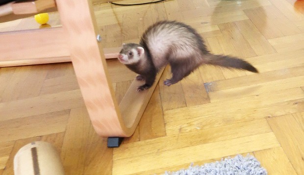 ferret war dances