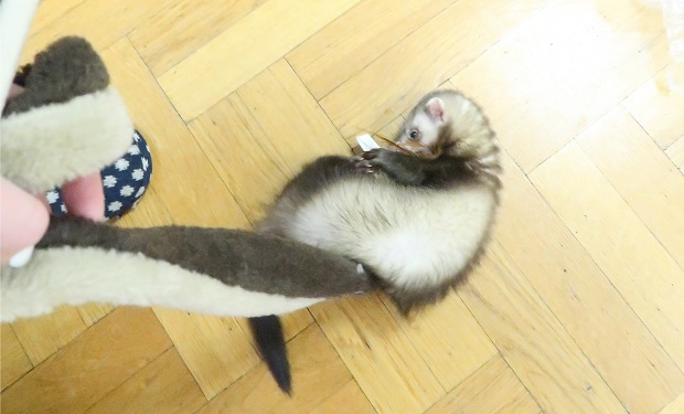 ferrets playing