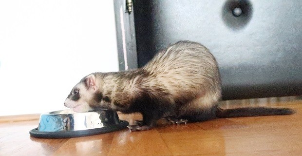 good ferret food