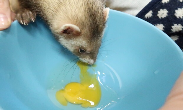 good snacks for ferrets