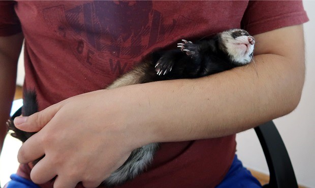 hold ferret for allergic reaction