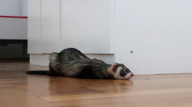 how do you know if your ferret is sick